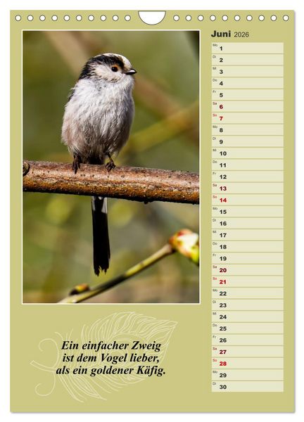 Produktbild: Schwanzmeisen, die niedlichen kleinen Pfannenstielchen (Wandkalender 2026 DIN A4 hoch), CALVENDO Monatskalender