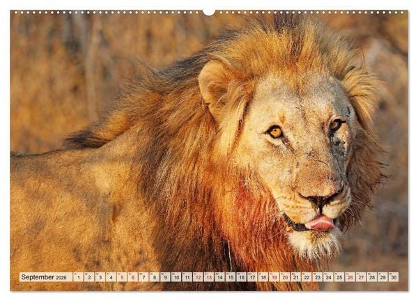 Produktbild: Afrikas L&ouml;wen 2026 (hochwertiger Premium Wandkalender 2026 DIN A2 quer), Kunstdruck in Hochglanz