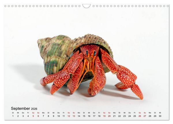 Produktbild: WIRBELLOS (Wandkalender 2026 DIN A3 quer), CALVENDO Monatskalender