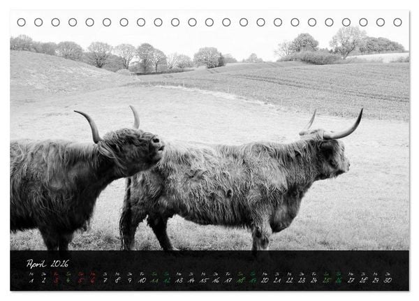 Produktbild: Highland Cattle vom Nordlicht - Faszination Hochland Rind (Tischkalender 2026 DIN A5 quer), CALVENDO Monatskalender