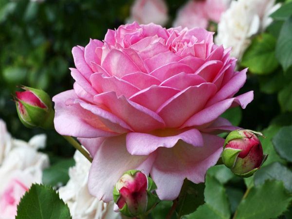 Produktbild: CALVENDO Puzzle Englische Rosen im Garten | 1000 Teile Lege-Gr&ouml;&szlig;e 64 &times; 48 cm Foto-Puzzle f&uuml;r gl&uuml;ckliche Stunden
