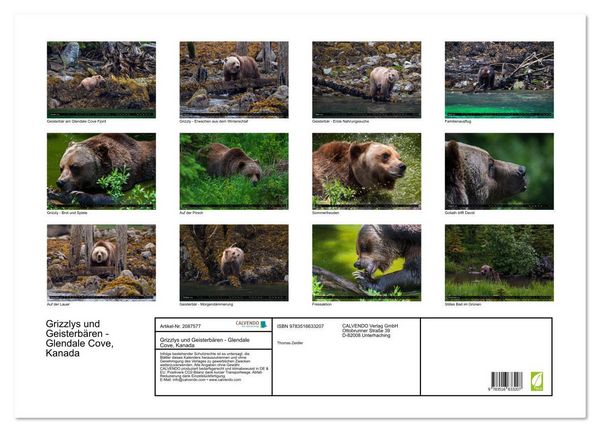 Produktbild: Grizzlys und Geisterb&auml;ren - Glendale Cove, Kanada (Wandkalender 2026 DIN A2 quer), CALVENDO Monatskalender