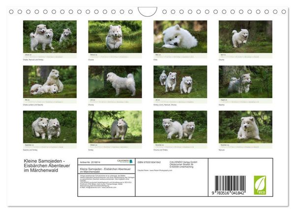 Produktbild: Kleine Samojeden - Eisb&auml;rchen Abenteuer im M&auml;rchenwald (Wandkalender 2026 DIN A4 quer), CALVENDO Monatskalender