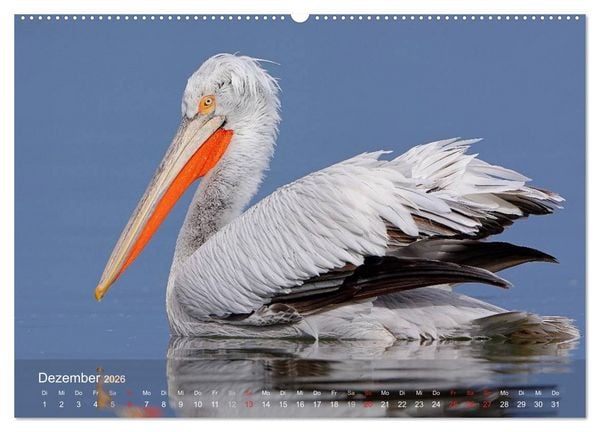 Produktbild: Pelikan-Kalender (hochwertiger Premium Wandkalender 2026 DIN A2 quer), Kunstdruck in Hochglanz