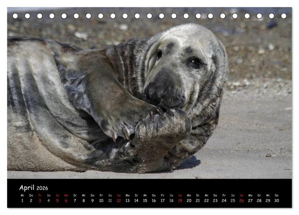 Produktbild: Kegelrobben und Seehunde (Tischkalender 2026 DIN A5 quer), CALVENDO Monatskalender