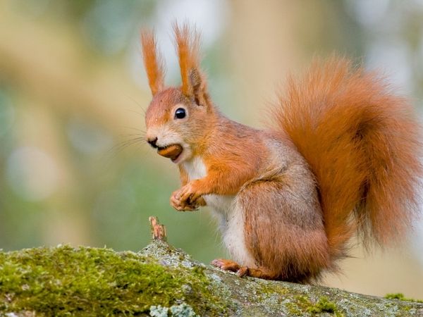 Produktbild: CALVENDO Puzzle Eichh&ouml;rnchen mit Haselnuss im Maul | 1000 Teile Lege-Gr&ouml;&szlig;e 64x48cm Foto-Puzzle f&uuml;r gl&uuml;ckliche Stunden