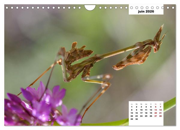 Produktbild: Les habitants de Lesbos Ile des cyclades (Calendrier mural 2026 DIN A4 vertical), CALVENDO calendrier mensuel
