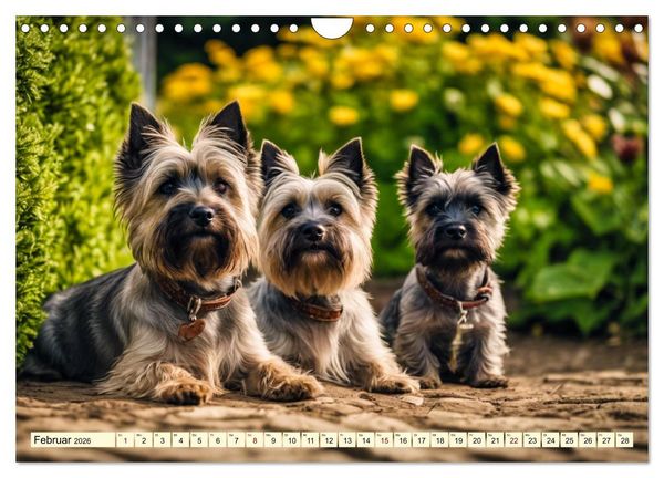 Produktbild: Cairn Terrier - lustiges Raubein aus Schottland (Wandkalender 2026 DIN A4 quer), CALVENDO Monatskalender