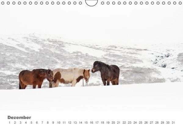 Produktbild: Islandpferde: Gef&auml;hrten der Wikinger (Wandkalender immerw&auml;hrend DIN A4 quer)