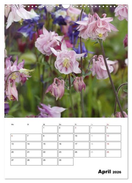 Produktbild: Zauberhafte Akeleien (Wandkalender 2026 DIN A3 hoch), CALVENDO Monatskalender