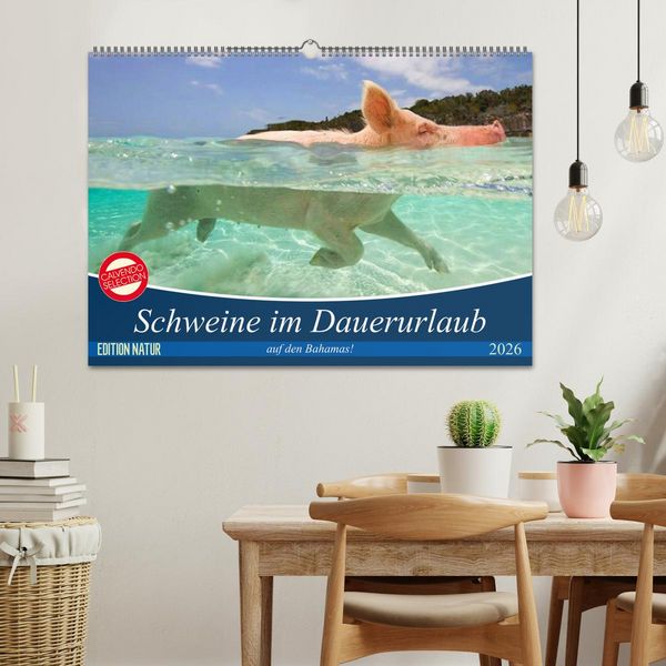 Produktbild: Schweine im Dauerurlaub auf den Bahamas! (Wandkalender 2026 DIN A2 quer), CALVENDO Monatskalender