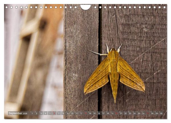 Produktbild: Kolumbien (Wandkalender 2026 DIN A4 quer), CALVENDO Monatskalender