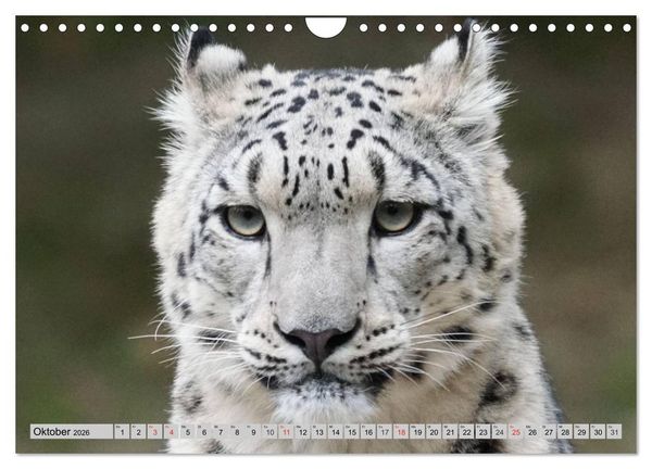 Produktbild: Schneeleoparden. Perfekte Raubkatzen-Sch&ouml;nheiten (Wandkalender 2026 DIN A4 quer), CALVENDO Monatskalender
