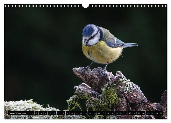 Produktbild: Mes anges bleus en &Icirc;le-de-France (Calendrier mural 2027 DIN A3 vertical), CALVENDO calendrier mensuel