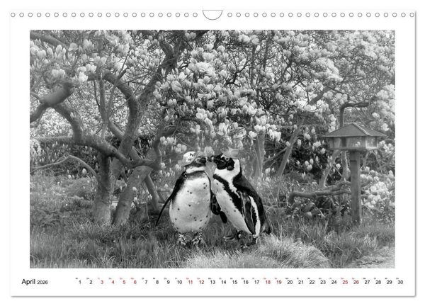 Produktbild: Pinguine privat (Wandkalender 2026 DIN A3 quer), CALVENDO Monatskalender
