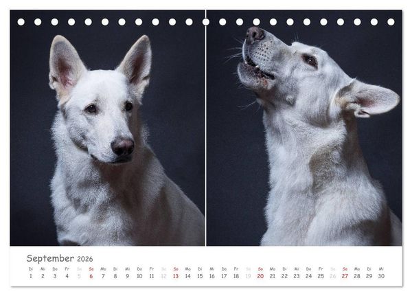 Produktbild: charakterstarke Hunde, wundersch&ouml;ne Hundeportraits (Tischkalender 2026 DIN A5 quer), CALVENDO Monatskalender