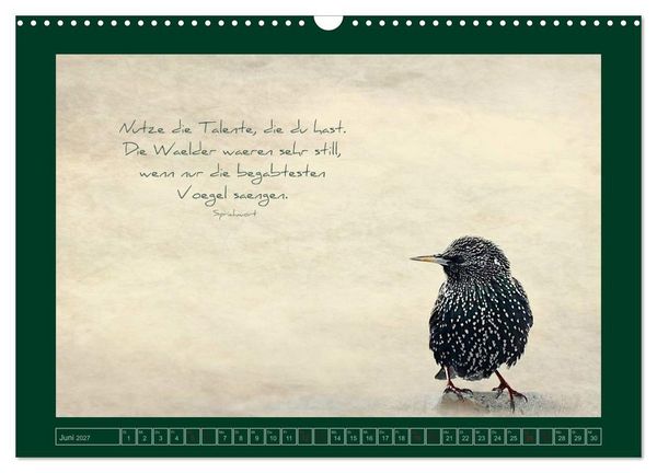 Produktbild: Stare und Weisheiten (Wandkalender 2027 DIN A3 quer), CALVENDO Monatskalender