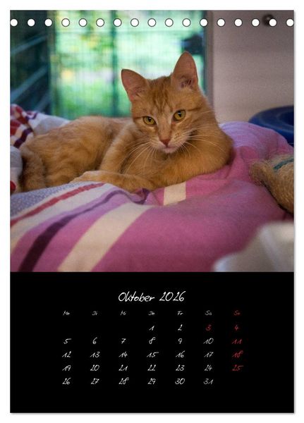 Produktbild: Katzenalltag 2026 (Tischkalender 2026 DIN A5 hoch), CALVENDO Monatskalender