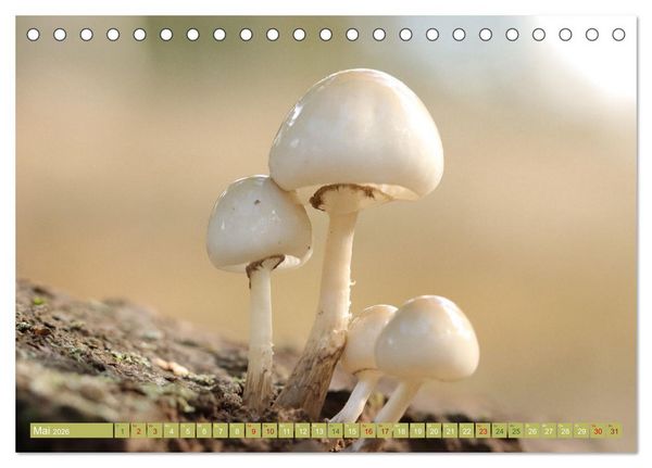 Produktbild: Wundersame Pilzwelten (Tischkalender 2026 DIN A5 quer), CALVENDO Monatskalender