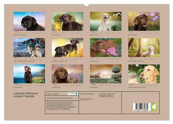 Produktbild: Labrador Retriever unsere Freunde (hochwertiger Premium Wandkalender 2026 DIN A2 quer), Kunstdruck in Hochglanz
