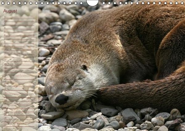 Produktbild: Fischotter Geburtstagskalender (Wandkalender immerw&auml;hrend DIN A4 quer)