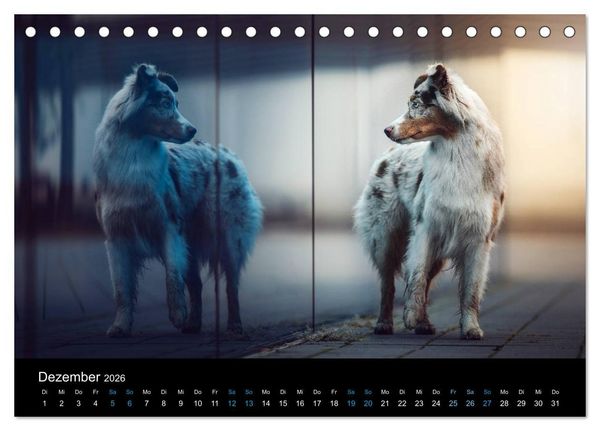 Produktbild: Australian Shepherd - Vielfalt in einer Rasse (Tischkalender 2026 DIN A5 quer), CALVENDO Monatskalender