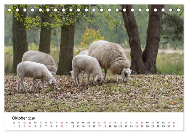 Produktbild: Alte Nutztierrassen 2026 (Tischkalender 2026 DIN A5 quer), CALVENDO Monatskalender