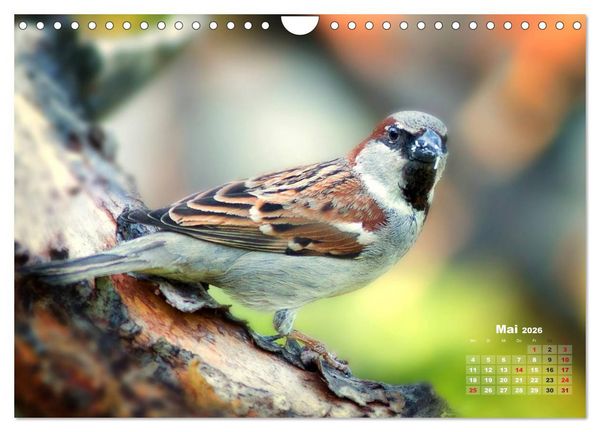 Produktbild: NATUR PUR - Singv&ouml;gel ganz nah (Wandkalender 2026 DIN A4 quer), CALVENDO Monatskalender