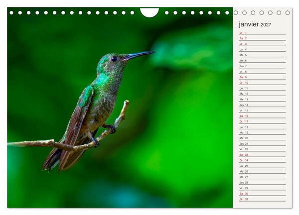 Produktbild: Colibris &ndash; &eacute;clats de nature (Calendrier mural 2027 DIN A4 vertical), CALVENDO calendrier mensuel