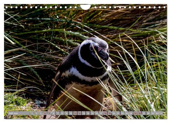Produktbild: Einfach liebenswert diese Pinguine (Wandkalender 2026 DIN A4 quer), CALVENDO Monatskalender