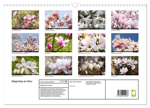 Produktbild: Magnolias en fleur (Calendrier mural 2026 DIN A3 vertical), CALVENDO calendrier mensuel