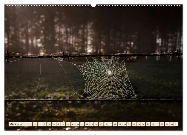 Produktbild: Spinnennetze - Wunder der Natur (Wandkalender 2026 DIN A2 quer), CALVENDO Monatskalender