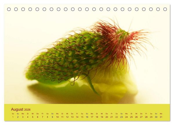 Produktbild: Fantastische Reise in die Welt der Blumen (Tischkalender 2026 DIN A5 quer), CALVENDO Monatskalender