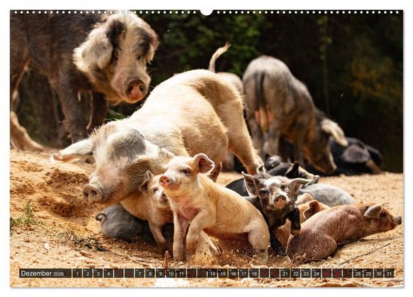 Produktbild: Korsika - s&uuml;&szlig;e, wilde Schweinchen (Wandkalender 2026 DIN A2 quer), CALVENDO Monatskalender
