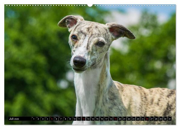 Produktbild: Schnell wie der Wind - Whippet (Wandkalender 2026 DIN A2 quer), CALVENDO Monatskalender