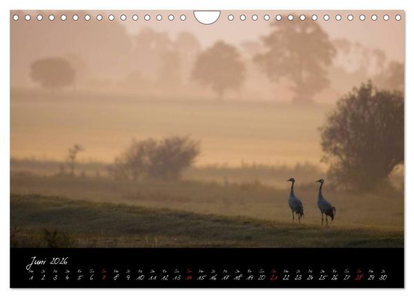 Produktbild: Kraniche - V&ouml;gel des Gl&uuml;cks (Wandkalender 2026 DIN A4 quer), CALVENDO Monatskalender