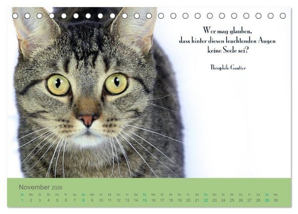 Produktbild: Katzenzitate 2026 (Tischkalender 2026 DIN A5 quer), CALVENDO Monatskalender