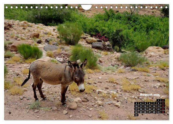 Produktbild: Jordanien. K&ouml;nigreich in der W&uuml;ste (Wandkalender 2026 DIN A4 quer), CALVENDO Monatskalender