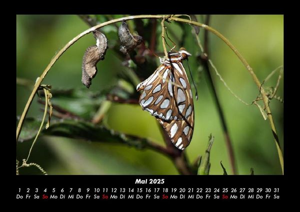 Produktbild: Bunte Pracht der Schmetterlinge 2025 Fotokalender DIN A3