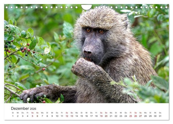 Produktbild: Tier Portraits Tansania (Wandkalender 2026 DIN A4 quer), CALVENDO Monatskalender