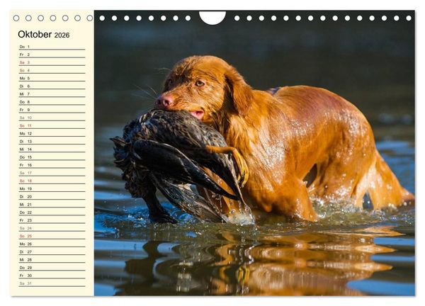 Produktbild: Toll, toll, Toller (Wandkalender 2026 DIN A4 quer), CALVENDO Monatskalender
