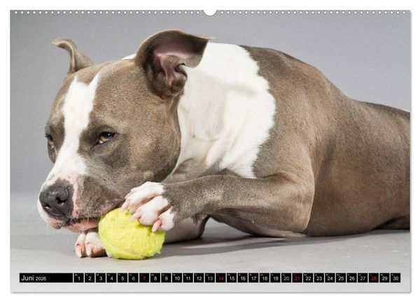 Produktbild: Pit Bull und Co. - Geliebt, gef&uuml;rchtet, missverstanden (hochwertiger Premium Wandkalender 2026 DIN A2 quer), Kunstdruck in Hochglanz