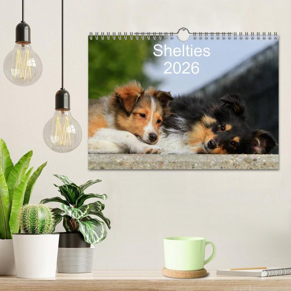Produktbild: Shelties 2026 (Wandkalender 2026 DIN A4 quer), CALVENDO Monatskalender