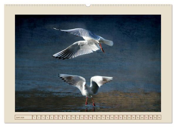 Produktbild: V&ouml;gel am Chemnitzer Schlossteich (Wandkalender 2026 DIN A2 quer), CALVENDO Monatskalender