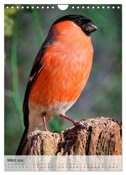Produktbild: V&ouml;gel - gefiederte Freunde in unserer Natur (Wandkalender 2026 DIN A4 hoch), CALVENDO Monatskalender