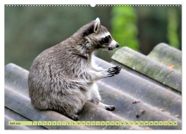 Produktbild: Der Waschb&auml;r - Der Maskentr&auml;ger in unseren W&auml;ldern (Wandkalender 2026 DIN A2 quer), CALVENDO Monatskalender