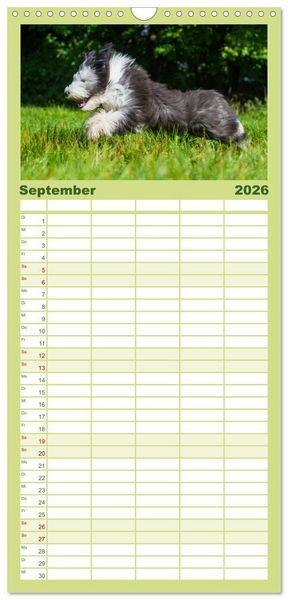 Produktbild: Familienplaner 2026 - Liebenswerter Clown Bearded Collie mit 5 Spalten (Wandkalender, 21 x 45 cm) CALVENDO