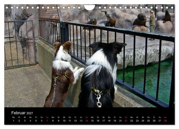 Produktbild: Border Collies machen Urlaub in D&auml;nemark (Wandkalender 2027 DIN A4 quer), CALVENDO Monatskalender
