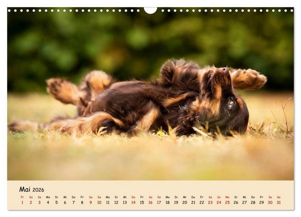 Produktbild: Elvis ein Engl. Cocker Spaniel wird Gro&szlig; (Wandkalender 2026 DIN A3 quer), CALVENDO Monatskalender