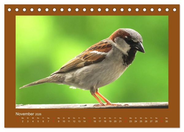 Produktbild: Vogelportr&auml;ts - Heimische V&ouml;gel auf meinem Balkon (Tischkalender 2026 DIN A5 quer), CALVENDO Monatskalender